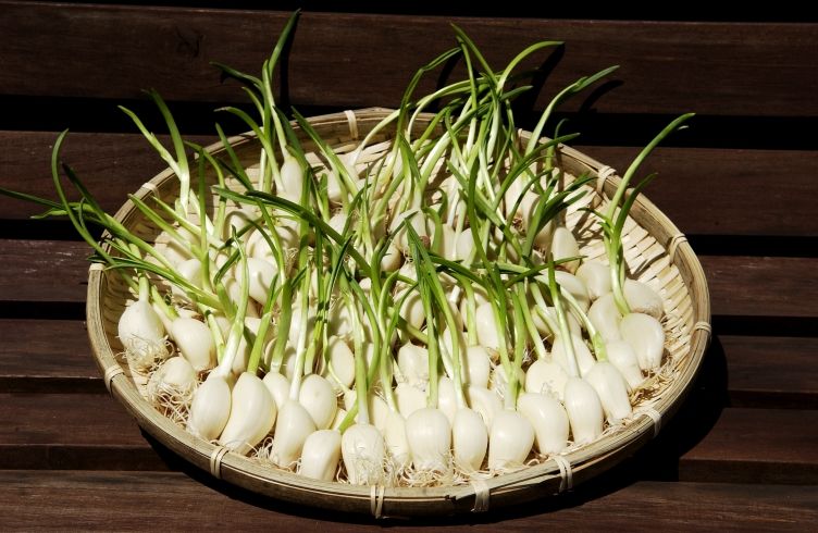 収穫された美味しそうな乙村式にんにく