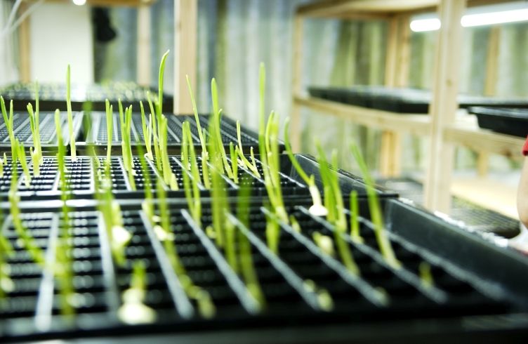 栄養豊富な乙村式にんにく