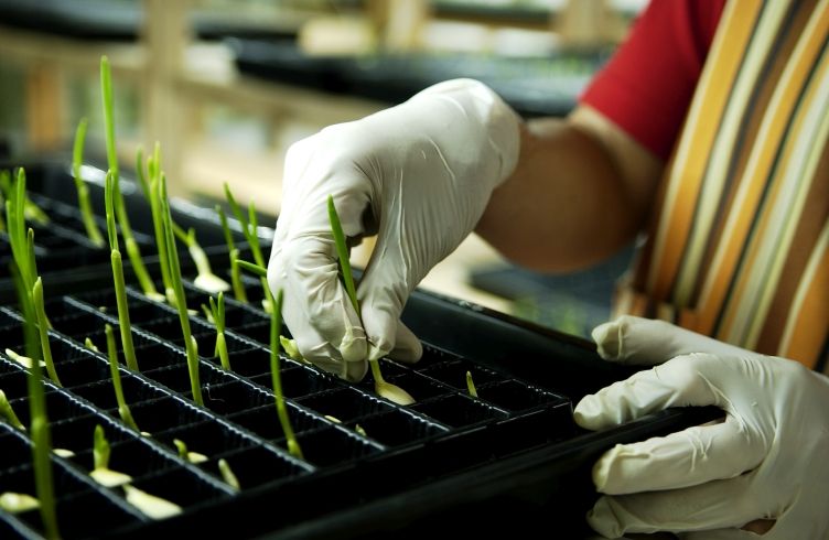 乙村式にんにくの手入れ作業中