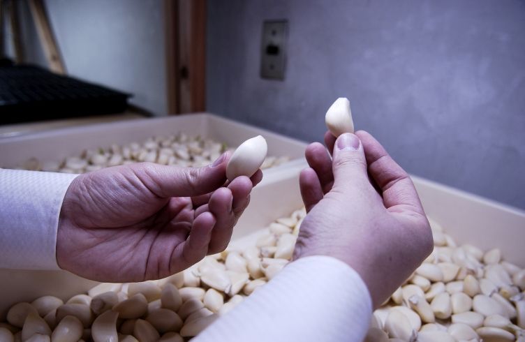 乙村式にんにくの品質検査の様子