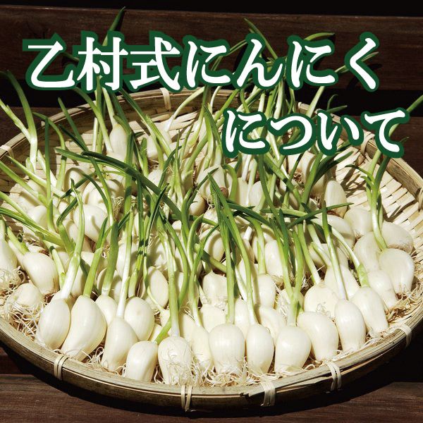 乙村式にんにくについて