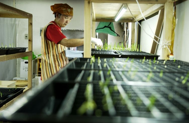 乙村式にんにくの栽培作業中