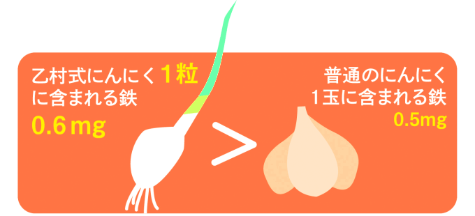 乙村式にんにく一粒に含まれる鉄分は0.6mg、普通のにんにく一玉に含まれる鉄分は0.5mg